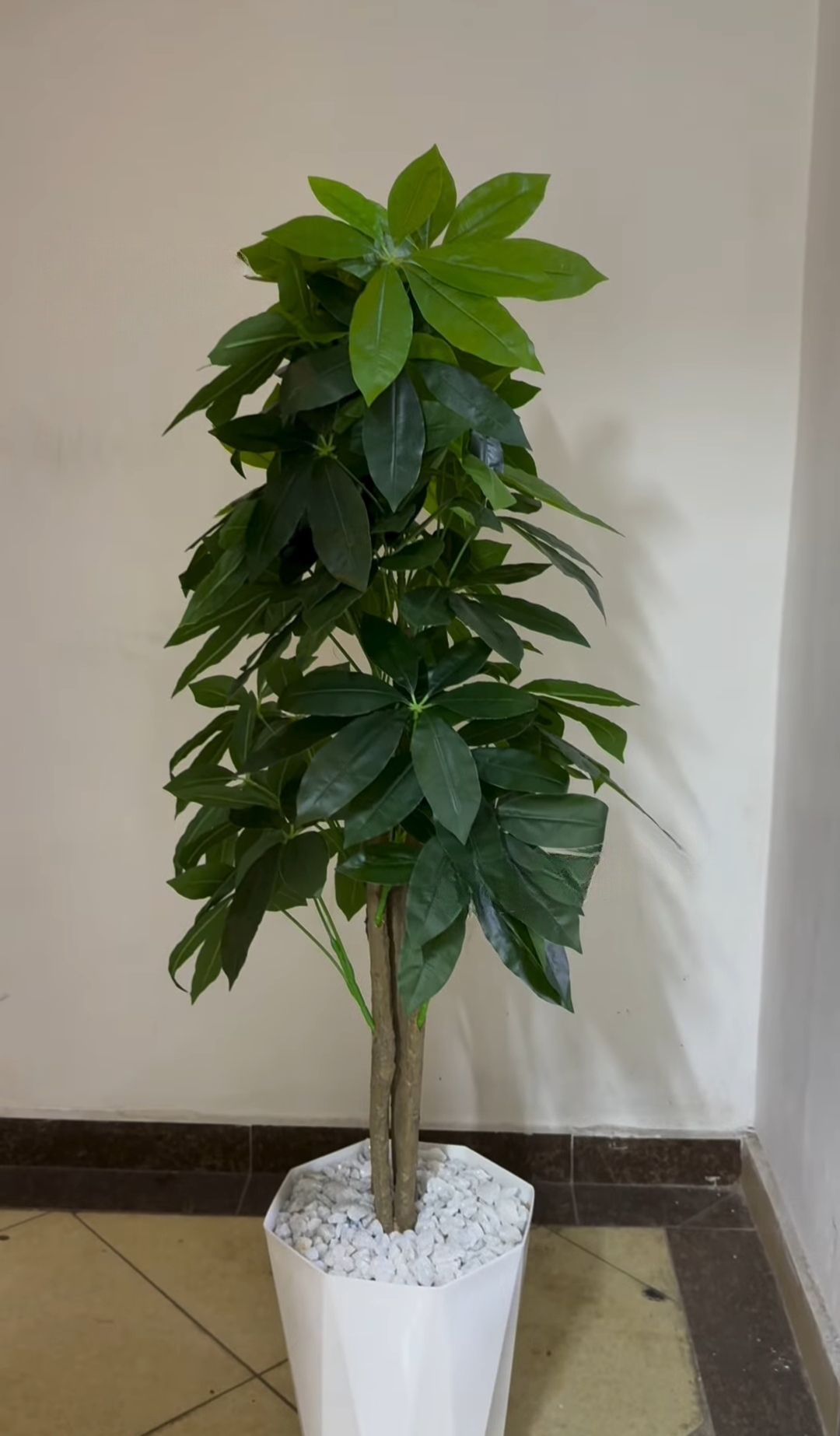 Mango Plant